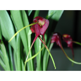 Masdevallia rolfeana