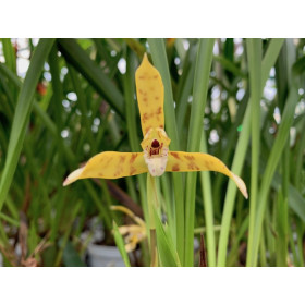 Maxillaria acutipetala