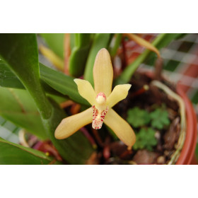 Maxillaria rufescens