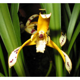Maxillaria picta (in Blüte/Knospe)