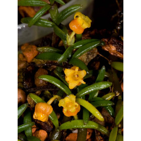 Mediocalcar decoratum