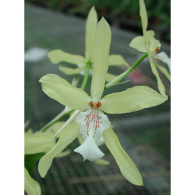 Miltonia flavescens