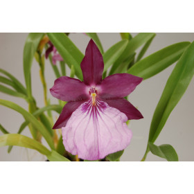 Miltonia morelliana