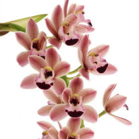 Cymbidium Cascade Novia