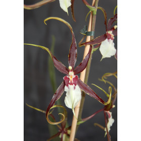 Odontobrassia Kenneth Bivin 'Santa Barbara' (1 Rispe)