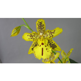 Odontocidium Tiger Barb (1 Rispe)