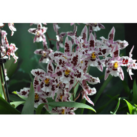 Odontoglossum Nippon (1 Rispe)