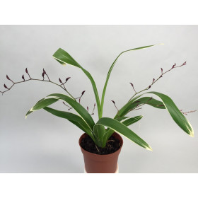 Oncidium Kathrin Zoch 'variegata' (2-3 Rispen)