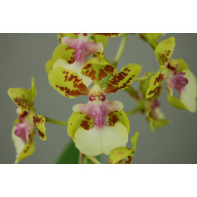 Oncidium Margareth Chenoweth