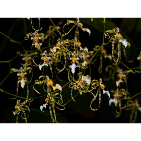 Oncidium phymatochilum