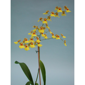 Oncidium Sweet Sugar (2 Rispen)