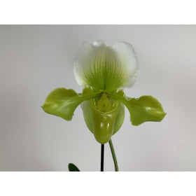 Paphiopedilum Bidborough x P. Ansum