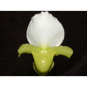 Paphiopedilum charlesworthii 'sandowiae'