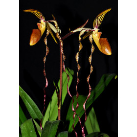 Paphiopedilum sanderianum