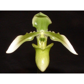 Paphiopedilum wolterianum 'album'