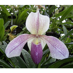 Paphiopedilum Aladin