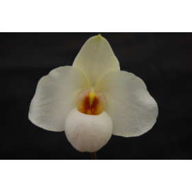 Paphiopedilum Armeni White