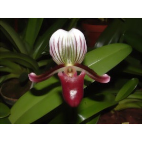 Paphiopedilum barbatum (Jgpfl.)