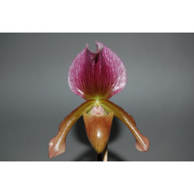 Paphiopedilum charlesworthii x Maudiae coloratum