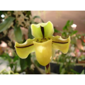 Paphiopedilum druryi (Jgpfl.)