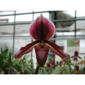 Paphiopedilum Earl of Chester