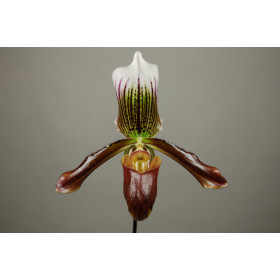 Paphiopedilum Gigas 'Cordean Hall' (1 Stiel)
