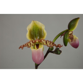 Paphiopedilum glaucophyllum (in Knospe/Blüte)