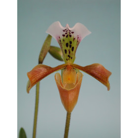 Paphiopedilum gratrixianum (2 Stiele)