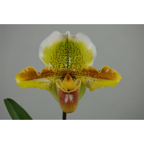 Paphiopedilum Harry Stage