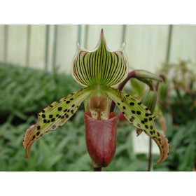 Paphiopedilum I'Ansonii 