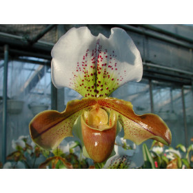 Paphiopedilum Maggie Bruges