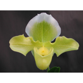 Paphiopedilum Ansum