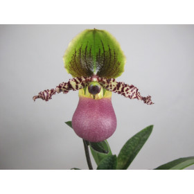 Paphiopedilum Pinocchio (Jgpfl) - Sparset