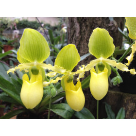 Paphiopedilum primulinum (in Knospe/Blüte)