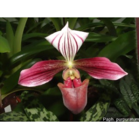Paphiopedilum purpuratum
