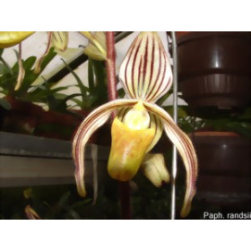 Paphiopedilum randsii