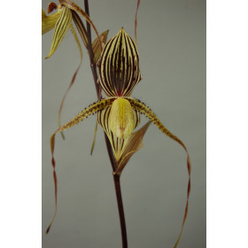 Paphiopedilum Saint Swithin