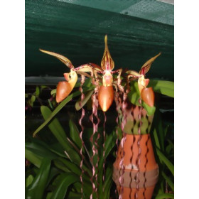 Paphiopedilum sanderianum