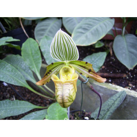 Paphiopedilum venustum