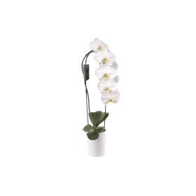 Phalaenopsis Elegant 'Cascade' (2 Rispen, inkl. Übertopf) 