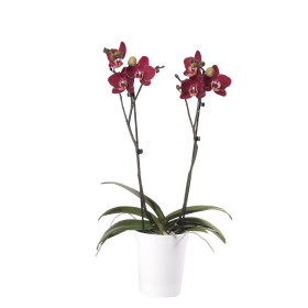 Phalaenopsis Elegant 'Debora' (2 Rispen, inkl. Übertopf)