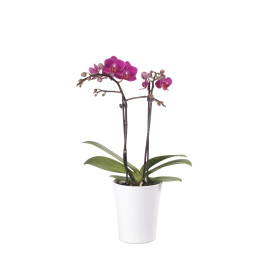 Phalaenopsis Office Orchid, violett (inkl. Übertopf)