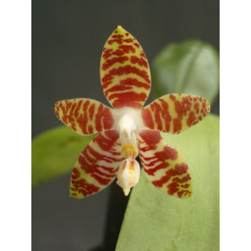 Phalaenopsis amboinensis (in Blüte/Knospe)