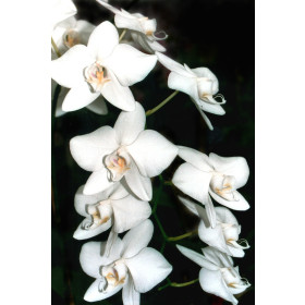 Phalaenopsis amabilis 'aphrodite' (1 Rispe)