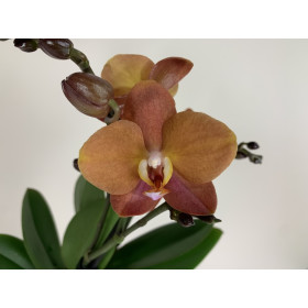 Phalaenopsis Blood Orange (2 Rispen)