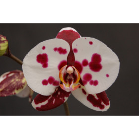 Phalaenopsis Elegant 'Polka Dots' Cascade (2 Rispen)