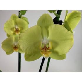 Phalaenopsis Ferrara (2 Rispen)