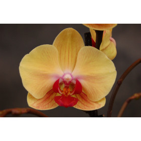 Phalaenopsis Golden Beauty (3 Rispen)