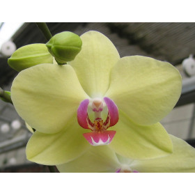 Phalaenopsis Jamaica (2 Rispen)