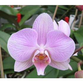 Phalaenopsis Hybride (Jungpfl.)